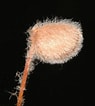 Image result for "thyonidium Drummondii". Size: 95 x 106. Source: www.plantsystematics.org