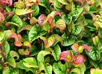 Image result for "leucothoe Spinicarpa". Size: 147 x 106. Source: www.gardeningknowhow.com