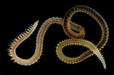 Image result for "aonides Oxycephala". Size: 160 x 106. Source: enciclovida.mx