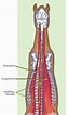 Image result for kamster Soort Anatomie. Size: 63 x 106. Source: www.pinterest.com