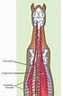 Image result for kamster Soort Anatomie. Size: 70 x 106. Source: www.pinterest.com