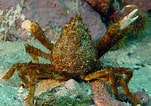 Image result for "hyas Araneus". Size: 151 x 106. Source: www.seawater.no