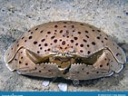 Image result for "calappa Angusta". Size: 141 x 106. Source: www.dreamstime.com