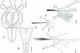 Tamaño de Resultado de imágenes de Scoletoma Magnidentata Stam.: 158 x 106. Fuente: www.researchgate.net