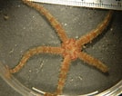 Image result for "ophiopholis Aculeata". Size: 134 x 106. Source: www.uniprot.org