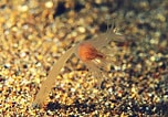 Image result for "corymorpha Nutans". Size: 152 x 106. Source: www.britishmarinelifepictures.co.uk