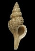 Afbeeldingsresultaten voor "trophon Muricatus". Grootte: 73 x 106. Bron: conchsoc.org