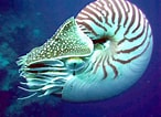 Image result for "lithelius Nautiloides". Size: 146 x 106. Source: en.wikipedia.org