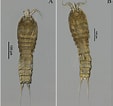 Image result for "rhynchonerella Gracilis". Size: 113 x 106. Source: zookeys.pensoft.net
