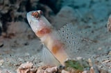 Image result for Amblyeleotris. Size: 160 x 106. Source: fishesofaustralia.net.au