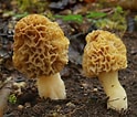 Image result for Morchella esculenta. Size: 124 x 106. Source: identifier-les-champignons.com