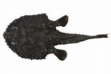 Afbeeldingsresultaten voor Dibranchus atlanticus Anatomie. Grootte: 159 x 106. Bron: fishesofaustralia.net.au