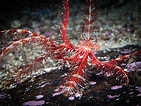 Image result for "antedon Petasus". Size: 141 x 106. Source: www.seawater.no