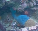 Image result for "halisarca Caerulea". Size: 130 x 106. Source: www.inaturalist.org