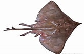 Image result for Dipturus nidarosiensis Anatomie. Size: 164 x 106. Source: shark-references.com