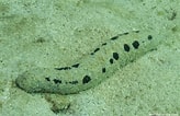 Image result for Holothuria insignis. Size: 164 x 106. Source: reeflifesurvey.com