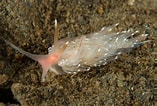 Image result for "facelina Bostoniensis". Size: 157 x 106. Source: www.britishmarinelifepictures.co.uk