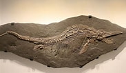 Image result for Monodontidae Fossils. Size: 183 x 106. Source: assets1.fossilera.com