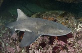 Image result for "triakis Megalopterus". Size: 163 x 106. Source: www.sharksandrays.com