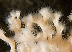 Image result for Lophelia pertusa Klasse. Size: 146 x 106. Source: www.seawater.no