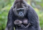 Image result for "chirodropus Gorilla". Size: 149 x 106. Source: www.johnogroat-journal.co.uk
