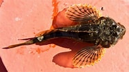Afbeeldingsresultaten voor "myoxocephalus Scorpioides". Grootte: 189 x 106. Bron: descna.com
