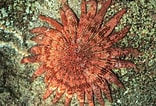 Image result for "heliaster Hexagonium". Size: 156 x 106. Source: echinoblog.blogspot.com