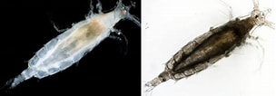Afbeeldingsresultaten voor "rhincalanus Cornutus". Grootte: 304 x 106. Bron: plankton.image.coocan.jp