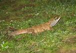 Image result for "ovalipes Punctatus". Size: 152 x 106. Source: www.zoochat.com