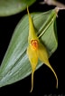 Image result for "aglantha Elata". Size: 72 x 106. Source: orchidroots.com