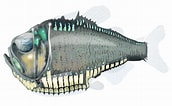 Image result for "argyropelecus Gigas". Size: 172 x 106. Source: marinewise.com.au