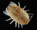 Image result for "thyropus Sphaeroma". Size: 130 x 106. Source: alchetron.com