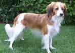 Image result for Kooikerhondje. Size: 148 x 106. Source: www.101dogbreeds.com