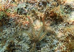 Image result for "ophionereis Reticulata". Size: 151 x 106. Source: www.livingoceansfoundation.org