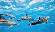 Afbeeldingsresultaten voor "stenella Longirostris". Grootte: 181 x 106. Bron: www.dolphins-world.com