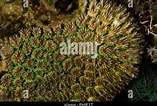 Image result for Oculinidae. Size: 157 x 106. Source: www.alamy.com