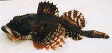 Afbeeldingsresultaten voor Myoxocephalus scorpioides Anatomie. Grootte: 221 x 106. Bron: www.fishbase.se