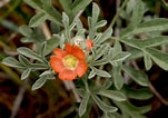 Image result for "pseudochirella Spinosa". Size: 151 x 106. Source: swbiodiversity.org