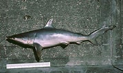 Biletresultat for "carcharhinus Isodon". Storleik: 179 x 106. Kjelde: www.floridamuseum.ufl.edu