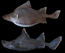 Image result for "oxynotus Bruniensis". Size: 131 x 106. Source: shark-references.com