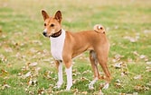 Image result for Basenji Hund. Size: 167 x 106. Source: www.mein-haustier.de
