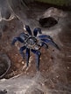 Image result for "clausocalanus Lividus". Size: 81 x 106. Source: arachnoboards.com