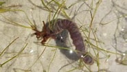 Afbeeldingsresultaten voor "synaptula Recta". Grootte: 185 x 106. Bron: marinebiodiversity.org.bd
