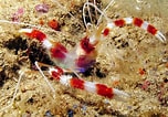 Image result for Stenopus hispidus Geslacht. Size: 152 x 106. Source: www.marinehome.fr