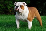 Image result for Engelsk Bulldog. Size: 158 x 106. Source: www.britannica.com