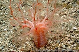 Image result for "psolus Phantapus". Size: 162 x 106. Source: european-marine-life.org