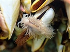 Image result for Fiona pinnata Habitat. Size: 142 x 106. Source: mollusca.co.nz
