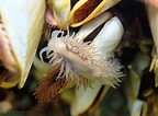 Image result for Fiona pinnata Dieet. Size: 144 x 106. Source: mollusca.co.nz