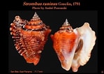 Image result for "strombus Raninus". Size: 149 x 106. Source: www.pinterest.com