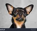 Image result for Chihuahua. Size: 128 x 106. Source: www.shutterstock.com